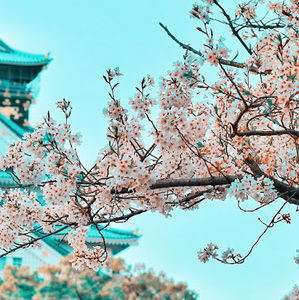 Meet your Posher, Riley